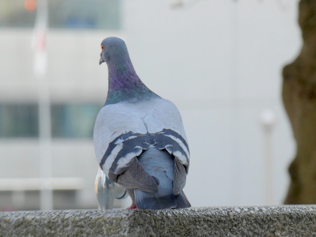 鳥害対策｜工場メンテナンス・省エネ工事.com